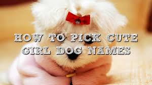 How To Pick Cute Girl Dog Names Youtube Select from premium dog of the highest quality. how to pick cute girl dog names