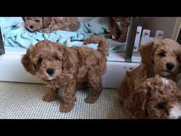 We even have an apricot (lighter red) coat puppy surprise every now and then! Where To Find Cavapoochon Puppies For Sale Dogable