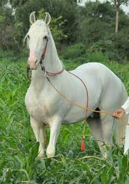Black And White Paint Horses For Sale In Kentucky Pin By East West Equestrian Arts On Desi Horses Of Pakistan Beautiful Horses White Horses Marwari Horses