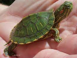 Not only does it have an aesthetic factor, often mimicking the animal's natural environment, but it also can give your animal something to burrow into. Removing The Invasive Red Eared Slider From Presque Isle State Park Seagrant