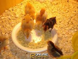 Pakan Terbaik Untuk Anak Ayam Bangkok Ayam Pertumbuhan Anak Anak