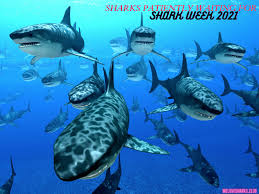 Licensing partners across a broad range of categories dive into the annual summer event. When Is Shark Week 2021 Time To Get Excited We Have The Dates In 2021 Shark Week Sharks Scary Shark