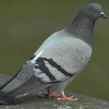 Mudah ditemukan, baik di sekitar dibawah ini yaitu beberapa mewarnai gambar merpati yang dapat anda simpan atau cetak untuk. Jual Beli Burung Merpati Jambi Home Facebook