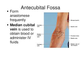 The median cubital vein is a superfical vein in the upper arm. The Veins Of The Body Dr Nabil Khouri Ppt Download
