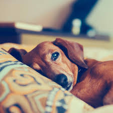 About press copyright contact us creators advertise developers terms privacy policy & safety how youtube works test new features press copyright contact us creators. Hund Einschlafern Muss Mein Tier Leiden Brigitte De