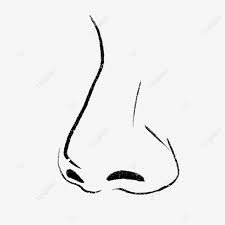 Female nose clipart free png image. Half Side Nose Clip Art Nose Clipart Half Side Png Transparent Clipart Image And Psd File For Free Download
