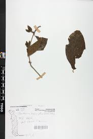 Image result for Sherbournia bignoniiflora