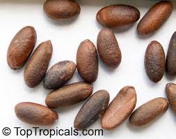 Image result for Diospyros sp. no. 1 sensu FZ