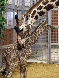 The Dallas Zoo Giraffe Baby Is Here You Need To Watch The Live Cam Dallas Zoo Giraffe Zoo Giraffe