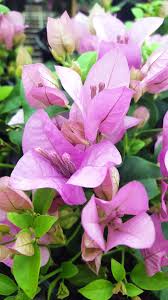 Our bougainvillea are available all year round as we grow them here onsite!! Nonya Bambino Bougainvillea Bougainvillea Plants Ross Evans Garden Centre