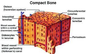 Compact bone diagram osteon compact bone ap pinterest anatomy human anatomy and. Structure Of Compact Bone Download Scientific Diagram