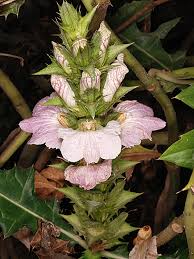 Image result for Acanthus montanus