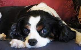 Cavalier king charles spaniel puppies for adoption in ohio. Cavalier Rescue Usa Ohio Area Home Facebook