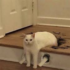 Cursed Cat Images Explore cursed images (r/cursed_images) community on pholder | see more posts from r/cursed_images community like cursed_fett. cursed cat images