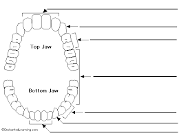 Blank Diagram Of Teeth Get Rid Of Wiring Diagram Problem