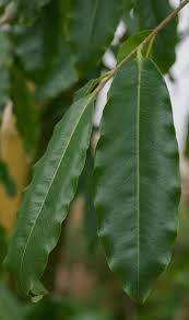 Image result for Diospyros pseudomespilus