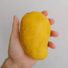 Image result for Mangifera