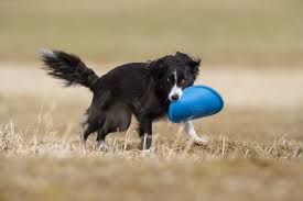 Dog Games Puppy Games Dog Simulator Dog Games Free Download Dog Games App Game For Dogs Pet Dog Games Dog Run Game Super Dog Games Dog Gam Dog Games Dogs Games