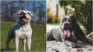 staffordshire bull terrier vs pit bull whats the