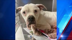 UPDATE: Previous owner charged after dog found malnourished, tied to pole  at park in Roanoke