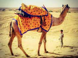 This tour takes you far away from the bustling life of jaisalmer city to the tranquility of golden sand dunes where… free cancellation up to 24 hours in advance. The Jaisalmer Desert Safari Desert Camp In Jaisalmer Desert Safari In Jaisalmer