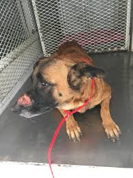 We want our pets to have loving, permanent homes and will do all we can to match our pets with the right homes. New Beginnings For Merced County Animals Inc Guidestar Profile