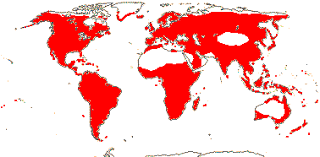 Image result for Diceratostele gabonensis