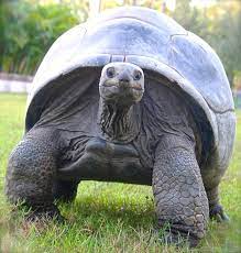 Aldabra Tortoise One Of The Largest And Longest Living Tortoises Tortoise Care Tortoises Galapagos Tortoise