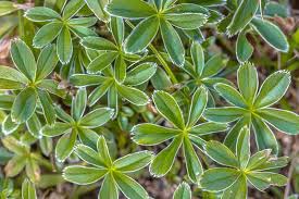 Image result for Alchemilla microbetula