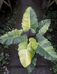 Philodendron Jungle Fever In 2020 Trees To Plant Variegated Plants Foliage Plants