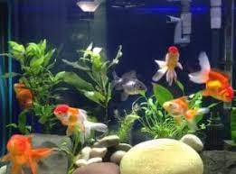Maybe you would like to learn more about one of these? What Fish Can Live With Goldfish 8 Goldfish Tank Mates List