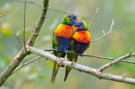 Rainbow lorikeet with beautiful rainbow colors postcard. Mosaic Evolution Painted Lorikeets A Rainbow Of Color