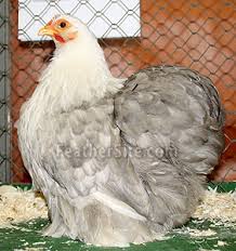 Cochins Bantam