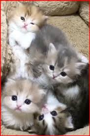 Pin On Funny Animals