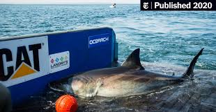 Getty images) mighall was one of roughly 83 people around the world to be. Katharine The Great White Shark Who Ghosted Her Trackers Resurfaces The New York Times