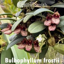Image result for Bulbophyllum sp. nov