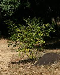 Image result for Sophora velutina