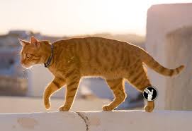 Feline Hock Injuries Packerland Veterinary Center