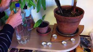 Maybe you would like to learn more about one of these? Vacances Astuces Pour Arroser Ses Plantes Pendant De Longues Absences Conseils Jardinage Youtube