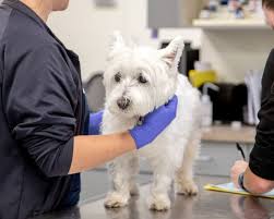 Maybe you would like to learn more about one of these? Emergency Vet In Plains Pa Plains Emergency Animal Hospital