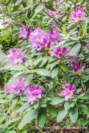Rhododendron Varieties 7 Of The Best Azaleas And Rhododendrons For Your Garden Gardening From House To Home Shade Loving Shrubs Shade Flowers Azalea Flower
