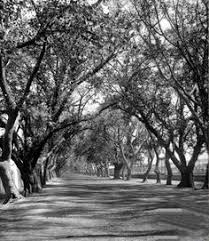 شارع شبرا القاهره عام ١٨٦٥ Reem Dark Hedges Old Egypt Photo