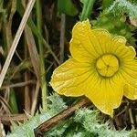 Image result for Cucumis sacleuxii