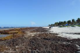 Playa enferma, sargazo en tulum. Almomento Noticias Informacion Nacional E Internacional