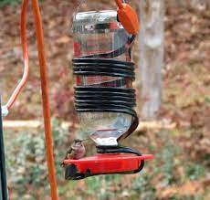 Cape Cod Bander October November Humming Bird Feeders Diy Hummingbird Feeder Diy Bird Feeder
