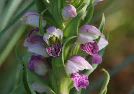 Image result for Brachycorythis congoensis