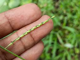 Image result for Urochloa serrata