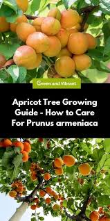 The trees have a similar habit to cherries and should be pruned to a modified central leader, and a shape suitable to your garden. Apricot Trees Buying Growing Guide Trees Com