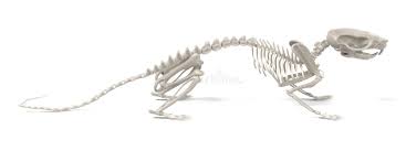 Rat Skeleton Stock Illustration Illustration Of Dead 82581825