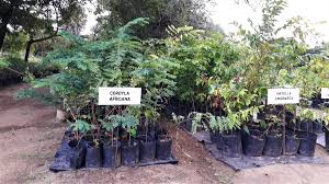 Image result for Hirtella zanzibarica